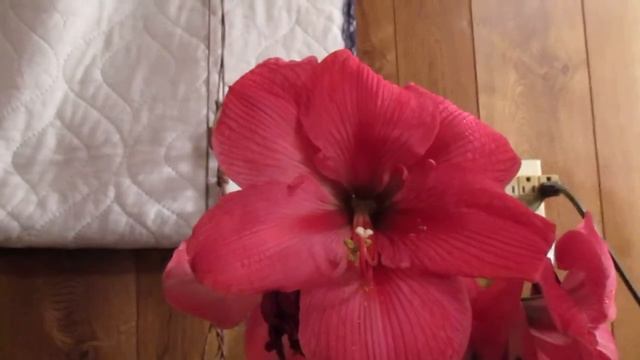 Eight Amaryllis Hippeastrum in full bloom смотреть онлайн