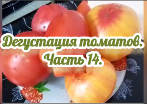 Дегустация томатов. Часть 14.