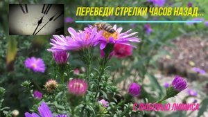 "Переведи стрелки часов назад..." с любовью ЛюМиСа.