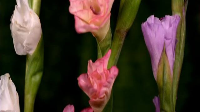 Помолимся за родителей.mpg смотреть онлайн