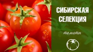 Семена томатов сибирской коллекции