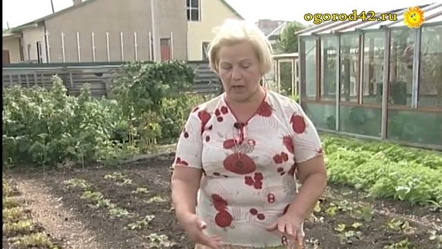 Землянике требуется внимание и уход. Лариса Степанова делится опытом. смотреть онлайн