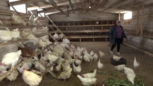 Экоферма в Ершове