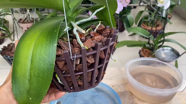 Làm Điều Này Đúng Cách Cây Lan Luôn Có Hoa Dồi Dào Và Nhiều Rễ Tốt смотреть онлайн