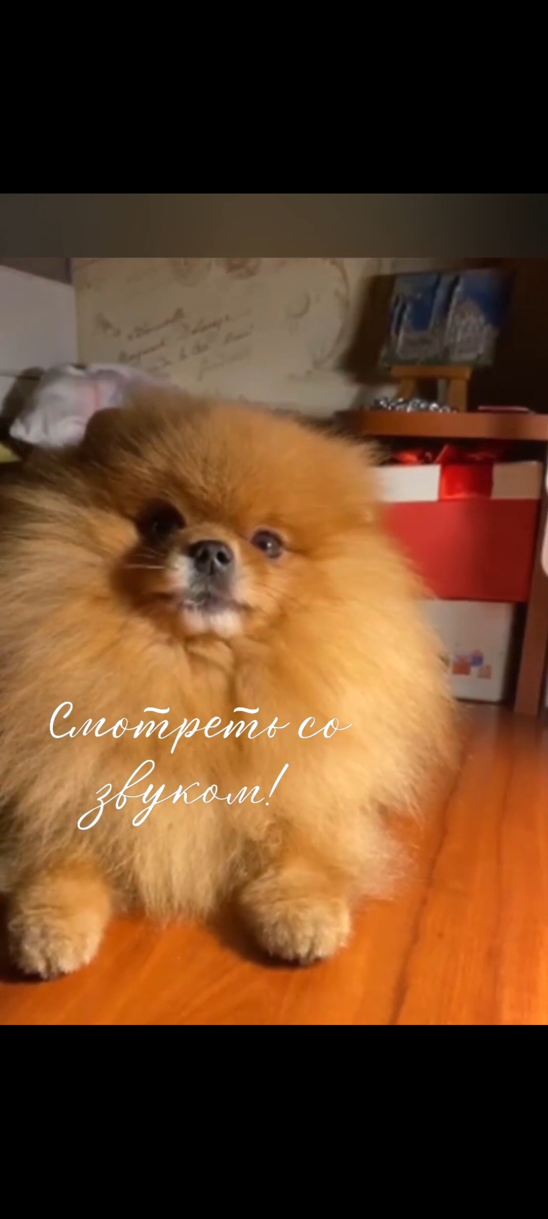 Померанский шпиц Марик любит петь...