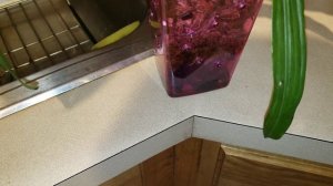 Oрхидейные бяки - почему чернеют листья у зигопеталумa !!!