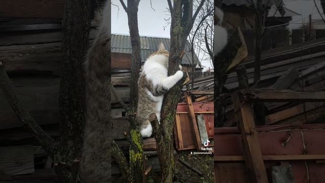 Котэ кайфует