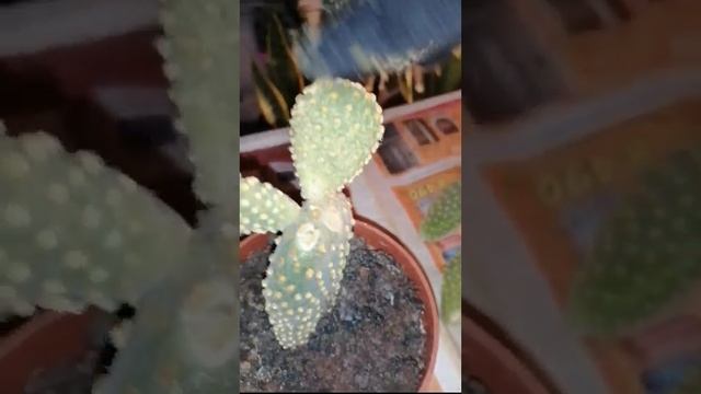 ПЕРЕСАДКА ОПУНЦИИ 9.03.2023, БЕЗ ВОДЫ И ПЕРЕСАДКИ, УМУДРИЛАСЬ ИЗ УШЕК ОТРОСТИТЬ ЛАПКИ. ИСПРАВЛЯЮ.. смотреть онлайн