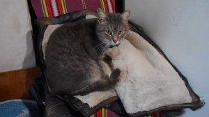 Как кошки метят территорию.