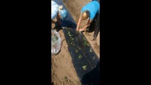 Как быстро посадить клубнику под черную пленку