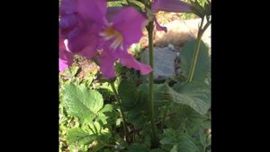 Знакомьтесь!Коровяк или вербаскум( Verbascum Honey Dijon) и инкарвелия Делавея. Их цветение .