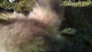 Выбираем щенка (кавказской овчарки)