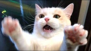 Подборка смешных видео и приколов 143? Лучшие ПРИКОЛЫ 2023