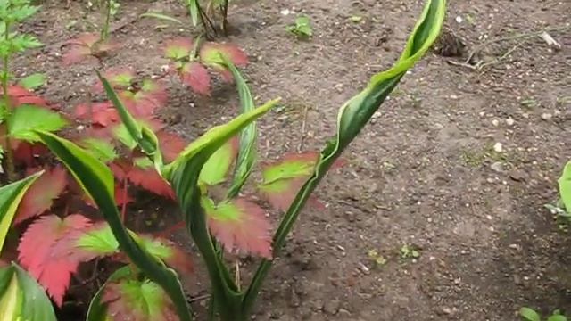 Перёд участка - полутень, север смотреть онлайн