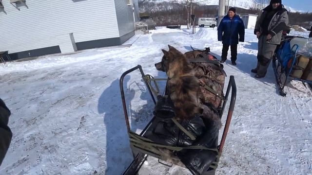Как можно перевести собаку на санях зимой. смотреть онлайн