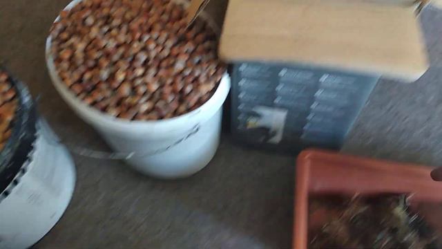 МЕДВЕЖИЙ ОРЕХ. КОЛИЧЕСТВО СОБРАННЫХ ОРЕХОВ НА 24.09.18. смотреть онлайн