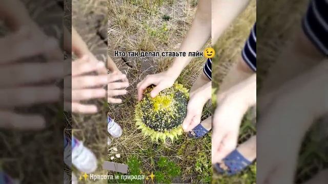 ~Блог дары Природы~|•Лето•| ~Букет полевых цветов~#блог #лето #лето2022 #букетцветов #поле#рек#100k смотреть онлайн