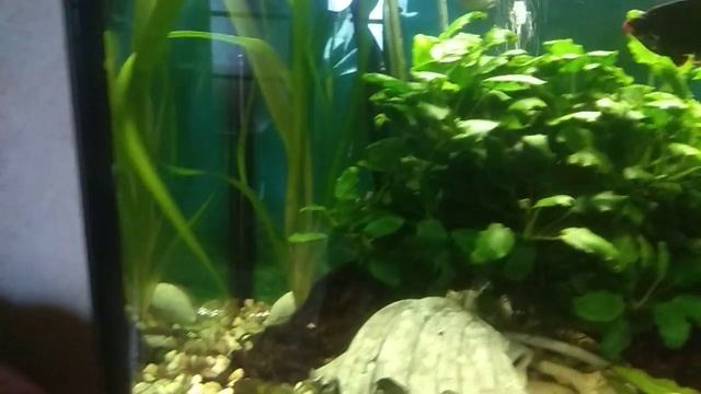 Сиамский водорослеед (лат. Crossocheilus siamensis) смотреть онлайн