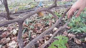 Элементарная обрезка однолетних кустов винограда (короткая обрезка)