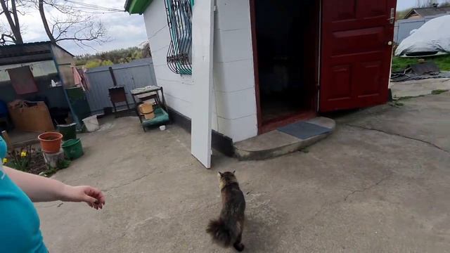 Готовлю битки под присмотром смотреть онлайн