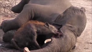 Гиена не верит счастью, слон на обед