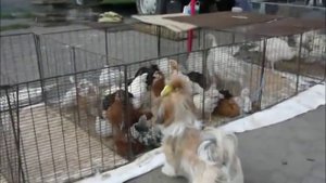 Караганда. птичий рынок.