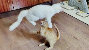 Забавные котята Мия и Лиза часть 6. Веселая игра.