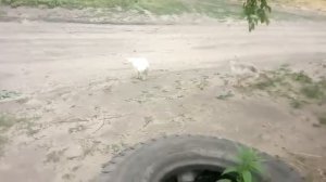 как определить возраст гусят )
