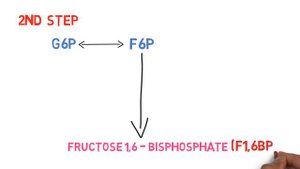 Glycolysis in 5 minutes