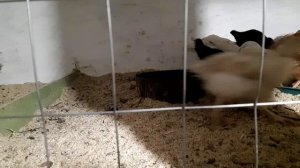 Построили курятник для своих курочек на зиму..avi