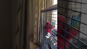 Говорящий попугай Ара Кузя
