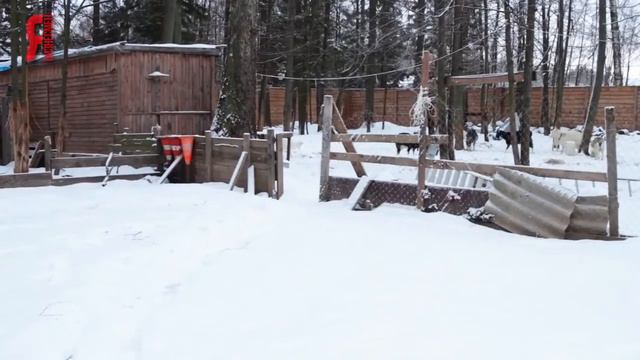 ЯБ2016 Бизнес-идея: «От-фермера» смотреть онлайн