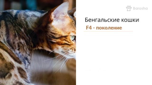 Бенгальский кот кошка цена - Леопардовый кот кошка цена