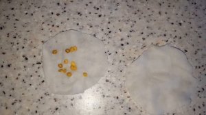 сеем перец на рассаду.Экспресс способ.Легко,быстро.