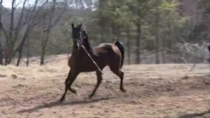 poisoned pen stallion