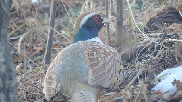 НАКОРМИЛ БЕЗДОМНЫХ КОШЕК. ФАЗАНЫ. смотреть онлайн