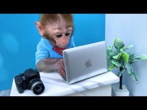 обезьянка за компьютером
