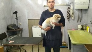 Вариант модели домашней стрижки шпица в летний сезон.