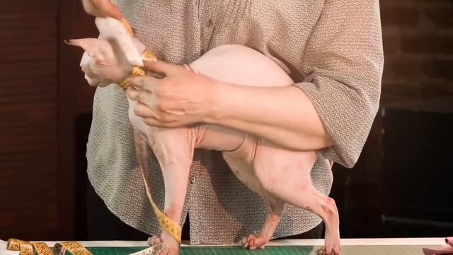 Как правильно снять мерки. смотреть онлайн