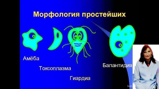 Морфология и классификация простейших