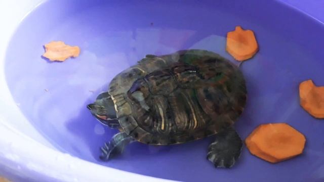 Красноухая черепаха ест морковь смотреть онлайн