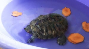 Красноухая черепаха ест морковь