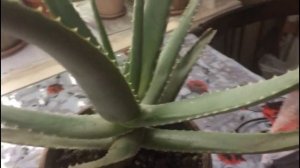 Алоэ - аптека на подоконнике. Все тонкости зимнего ухода..