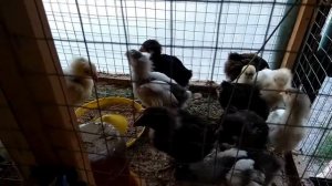 Куры кохинхины,цыплята,инкубационное яйцо в Донецке. Наши цыплята.