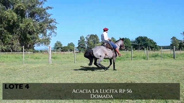 Lote 4. Acacia La Lucita. RP 56. Domada. смотреть онлайн