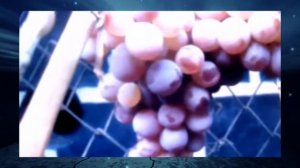 Виноград Украинка