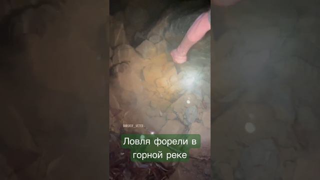 Ловля форели в горной речке, руками ! Ночью с фонарями! #форель