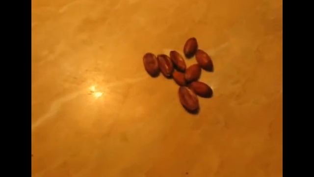 Зизифус из косточки .Возможно ли?