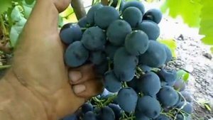 Сорт винограда Сфинкс.