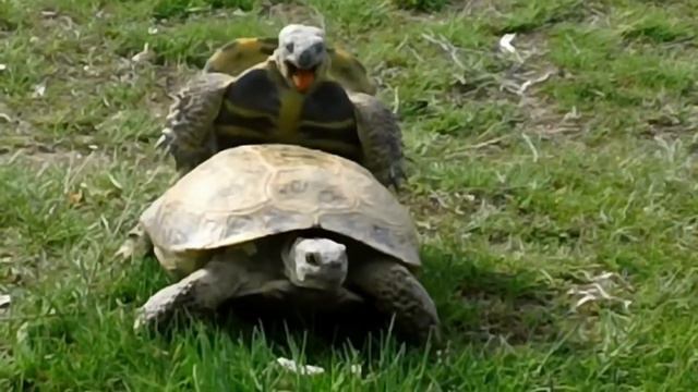 Стоны черепах 1 час. смотреть онлайн